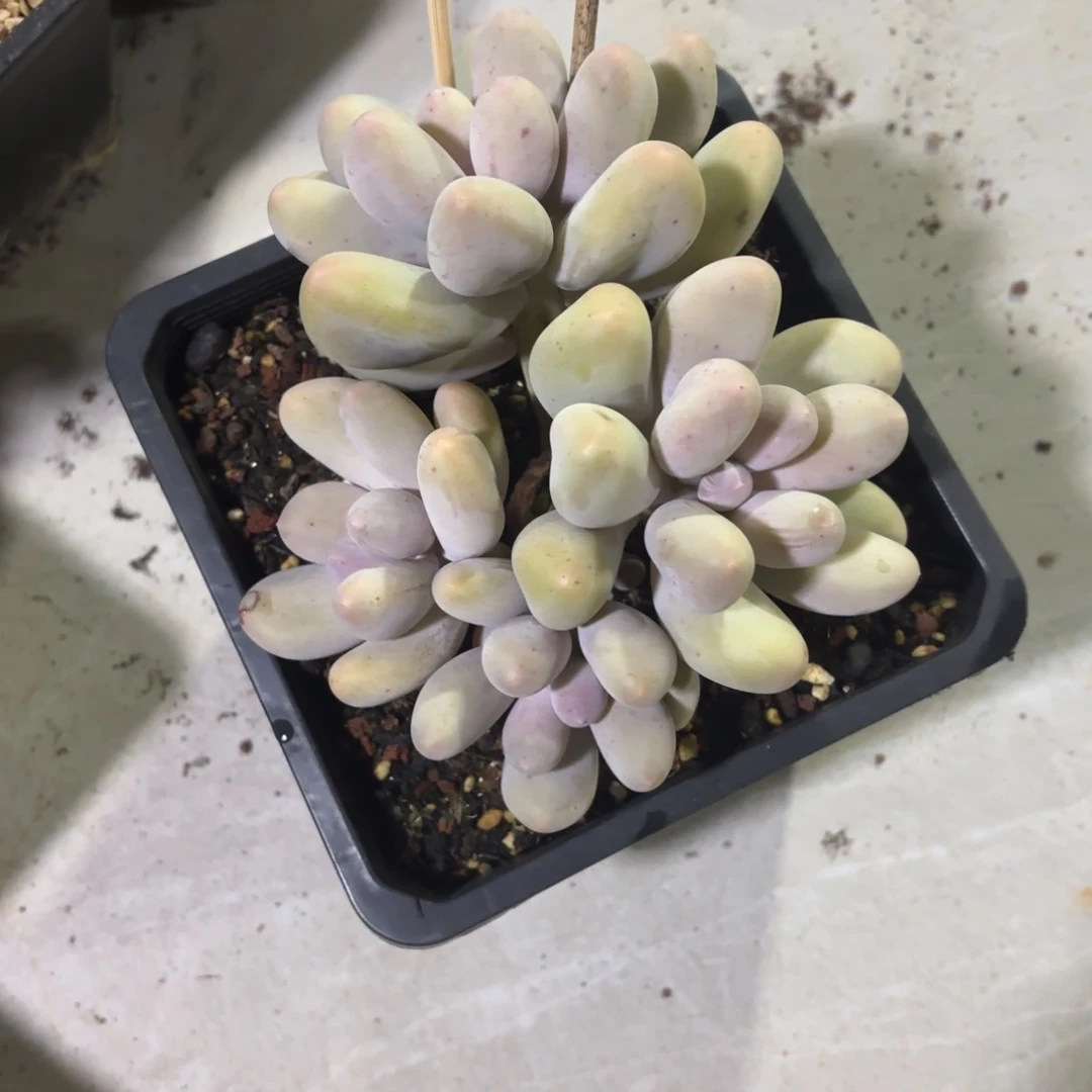 蕉***财1205多肉植物米可奶4头福利