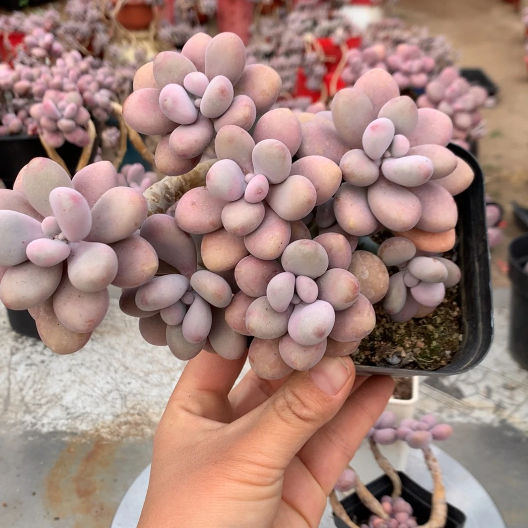 桃蛋老桩不带盆25号