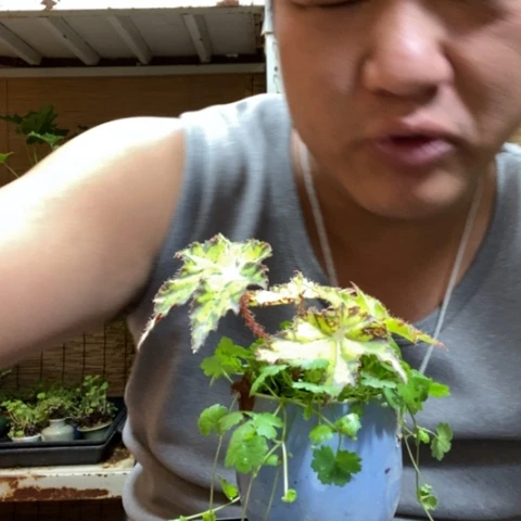 红陶陈*远一物一拍所见即所得195