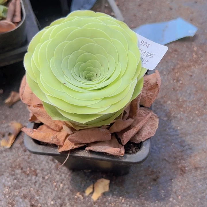 974 裸根不带土发货