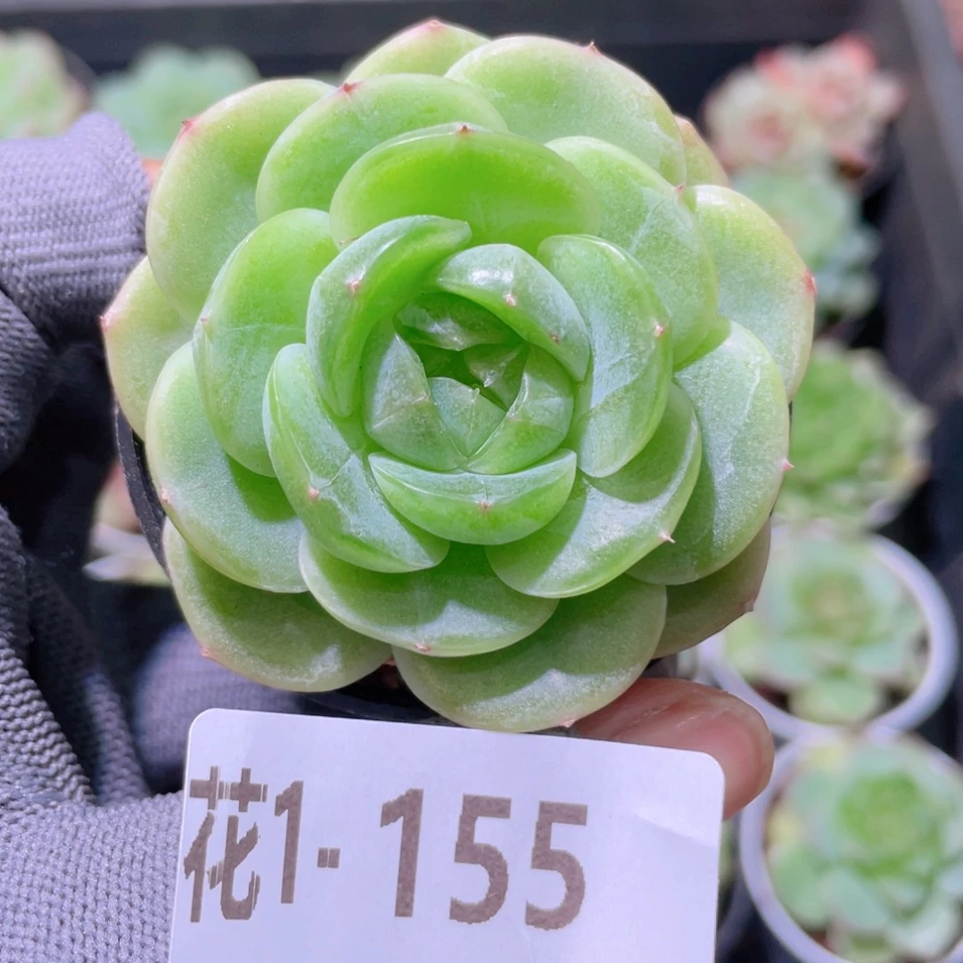 花利美 1-155新品珍妮