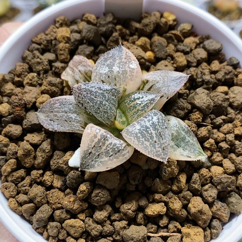 【闪购商品】52翡翠白银锦