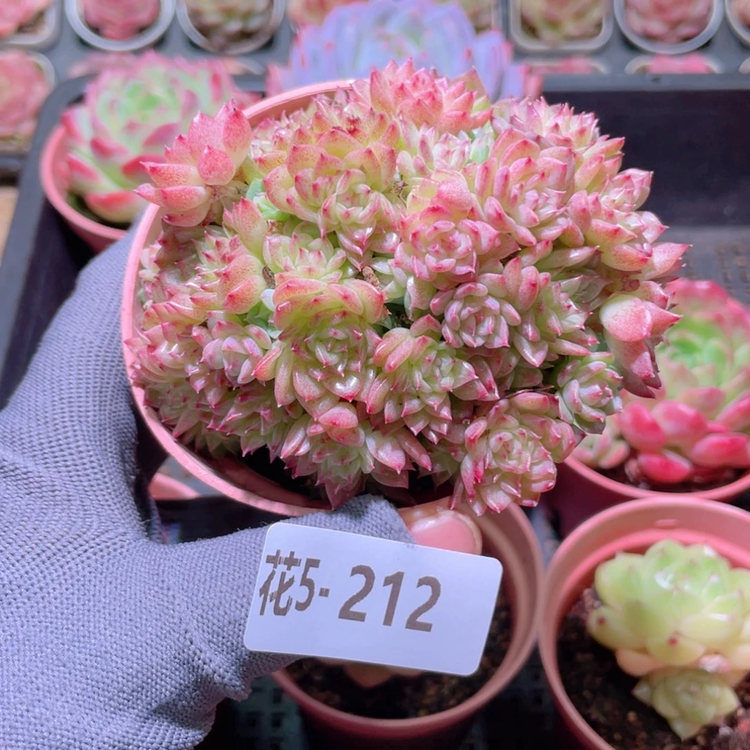 花利美 5-212麦秆群