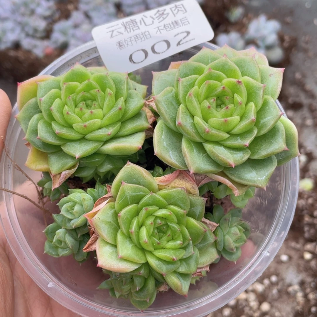 云糖心多肉植物002
