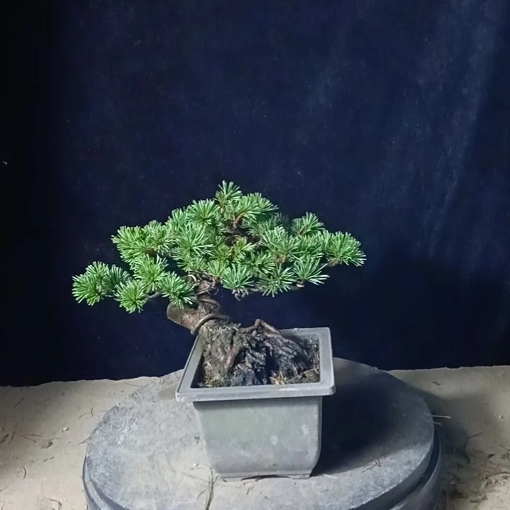无花朵矮霸老桩松树盆景