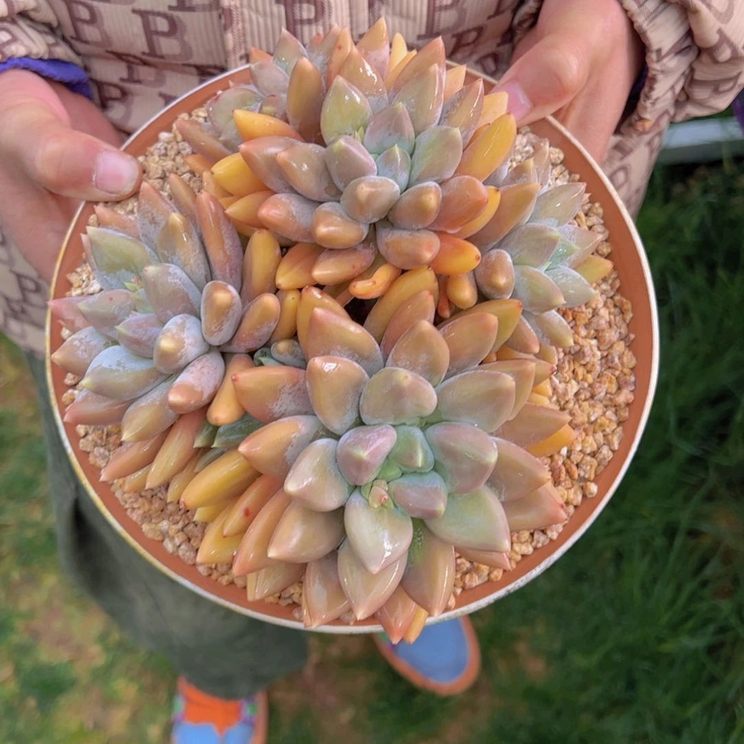 哥特111111111111111