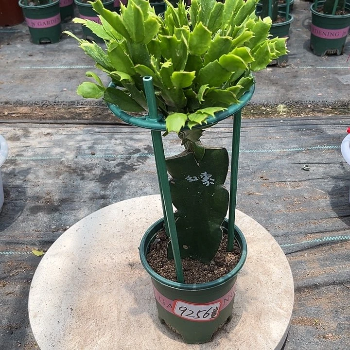 蟹爪兰原土带花架