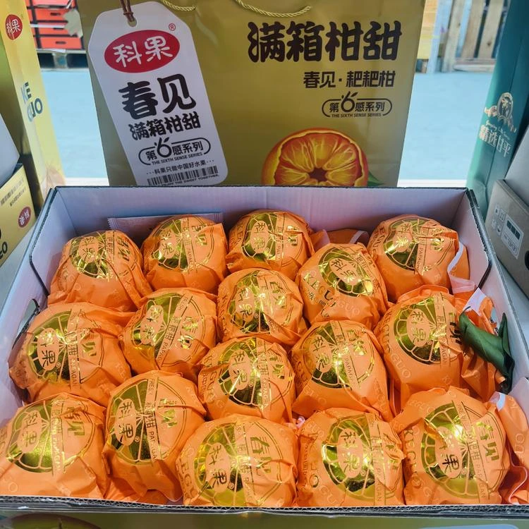 【礼盒装】科果 金箱 春见耙耙柑 一箱16颗左右带箱9.8斤左右