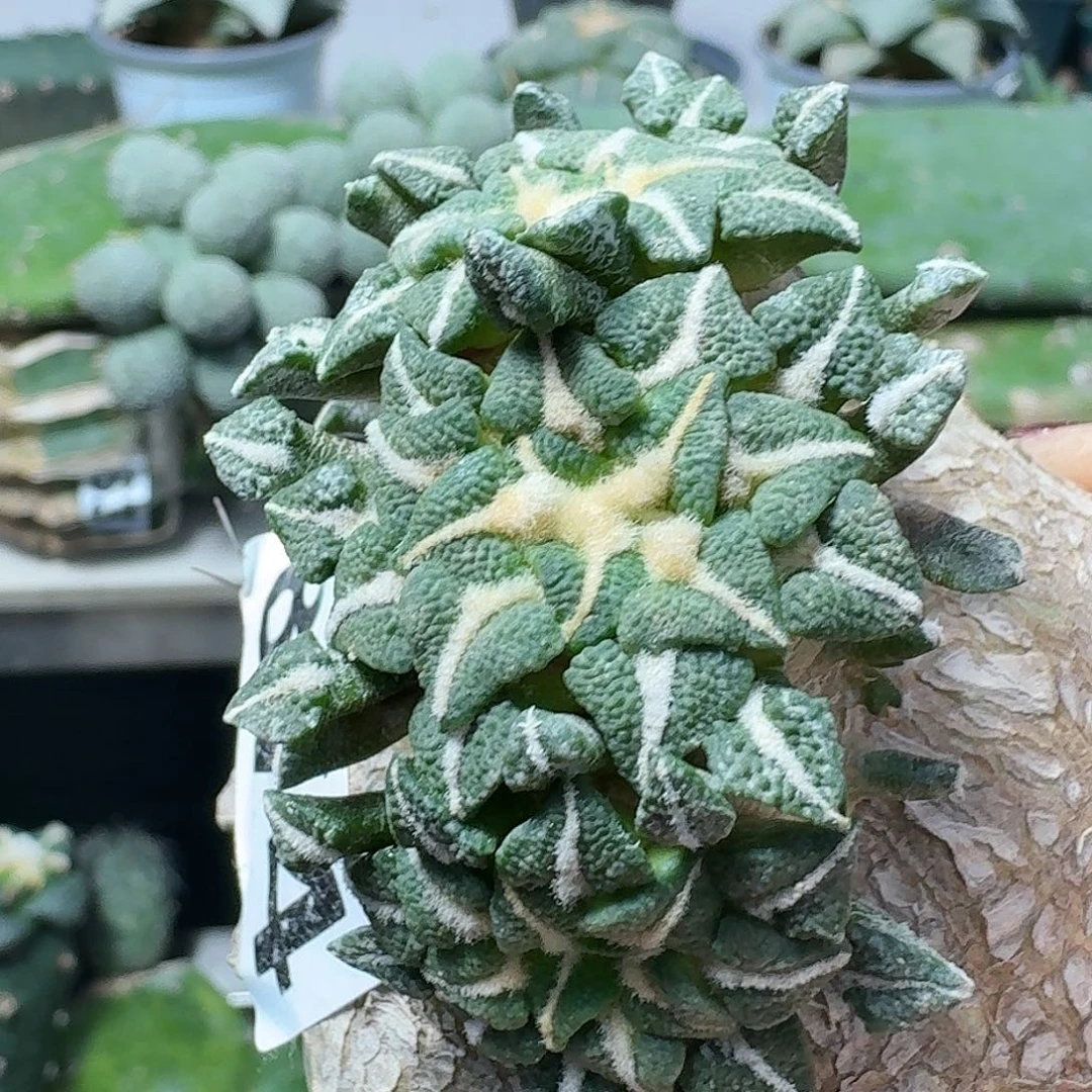 【闪购商品】无花朵M**Z四头黑牡丹874