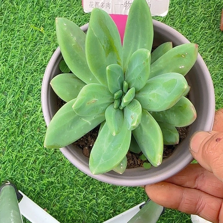 多肉植物一物一拍995海洋之歌