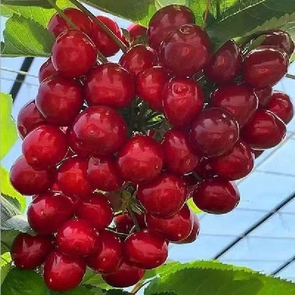 【正宗车厘子嫁接苗】盆栽地栽樱桃好养易管理当年结果