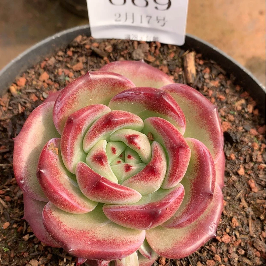 【闪购商品】云669