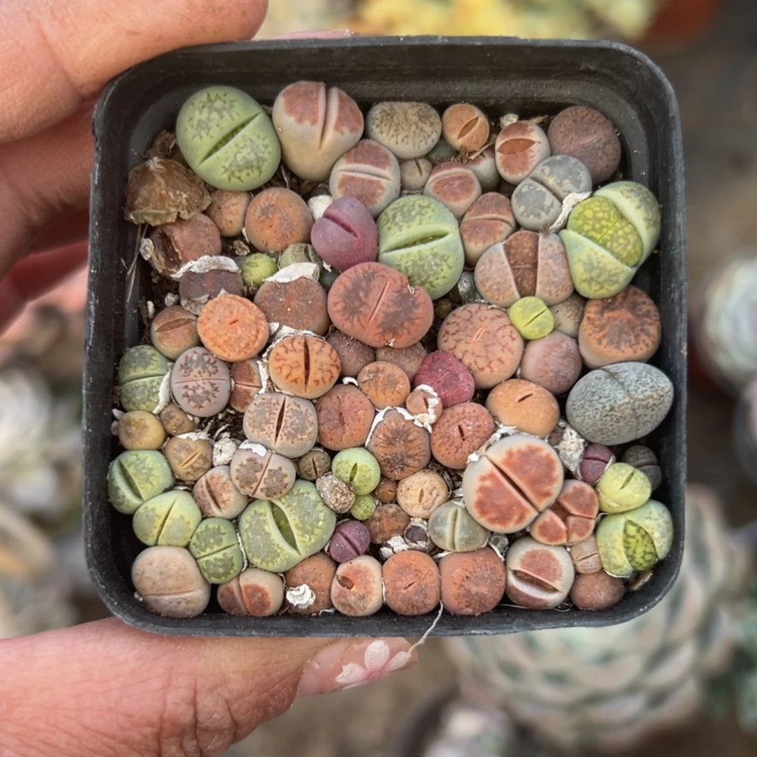 多肉植物多肉植物