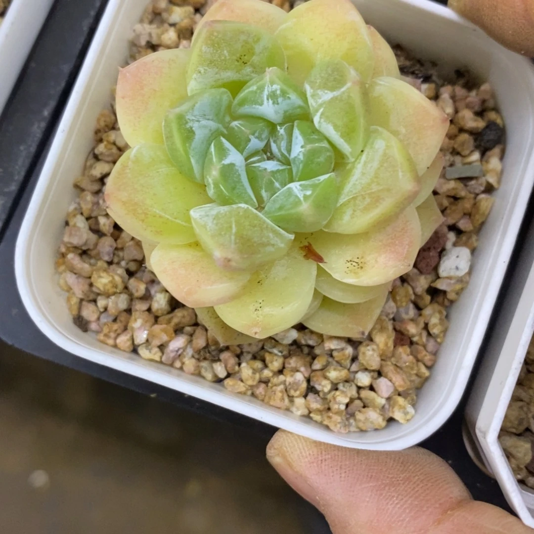 精品多肉一物一拍不包整288
