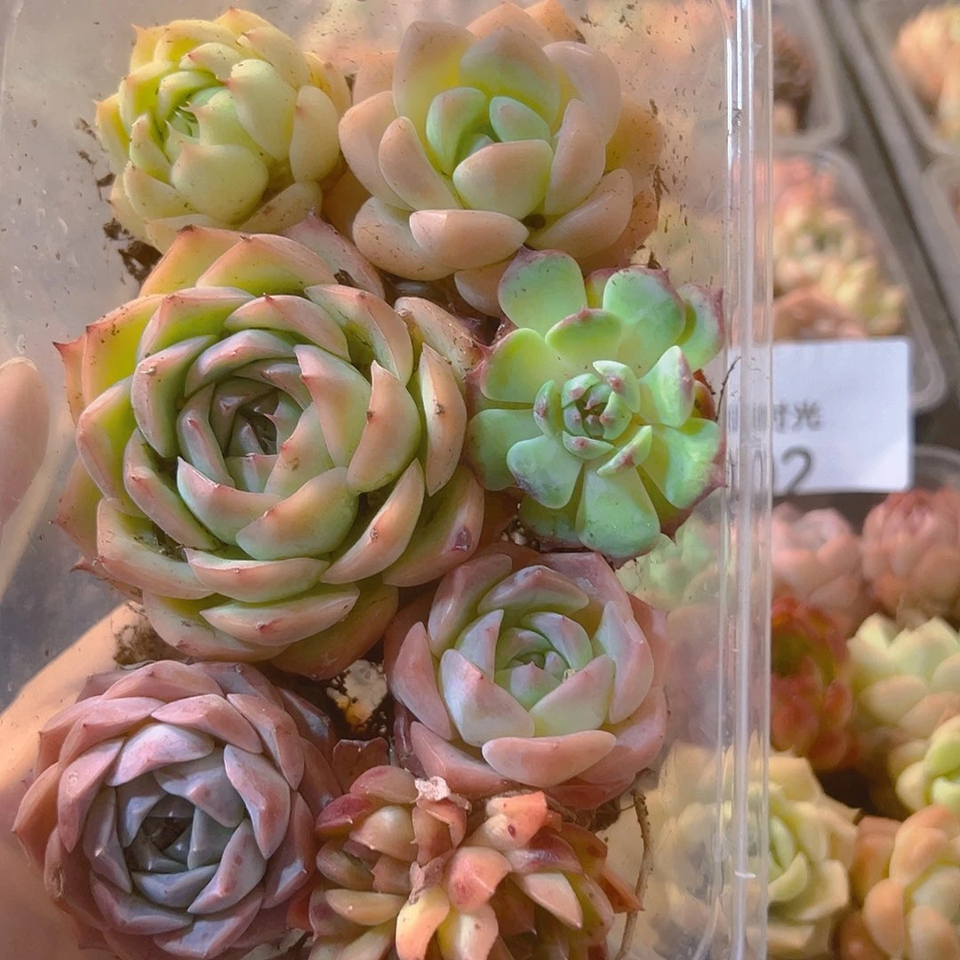 003拼盘，带盆带土发货