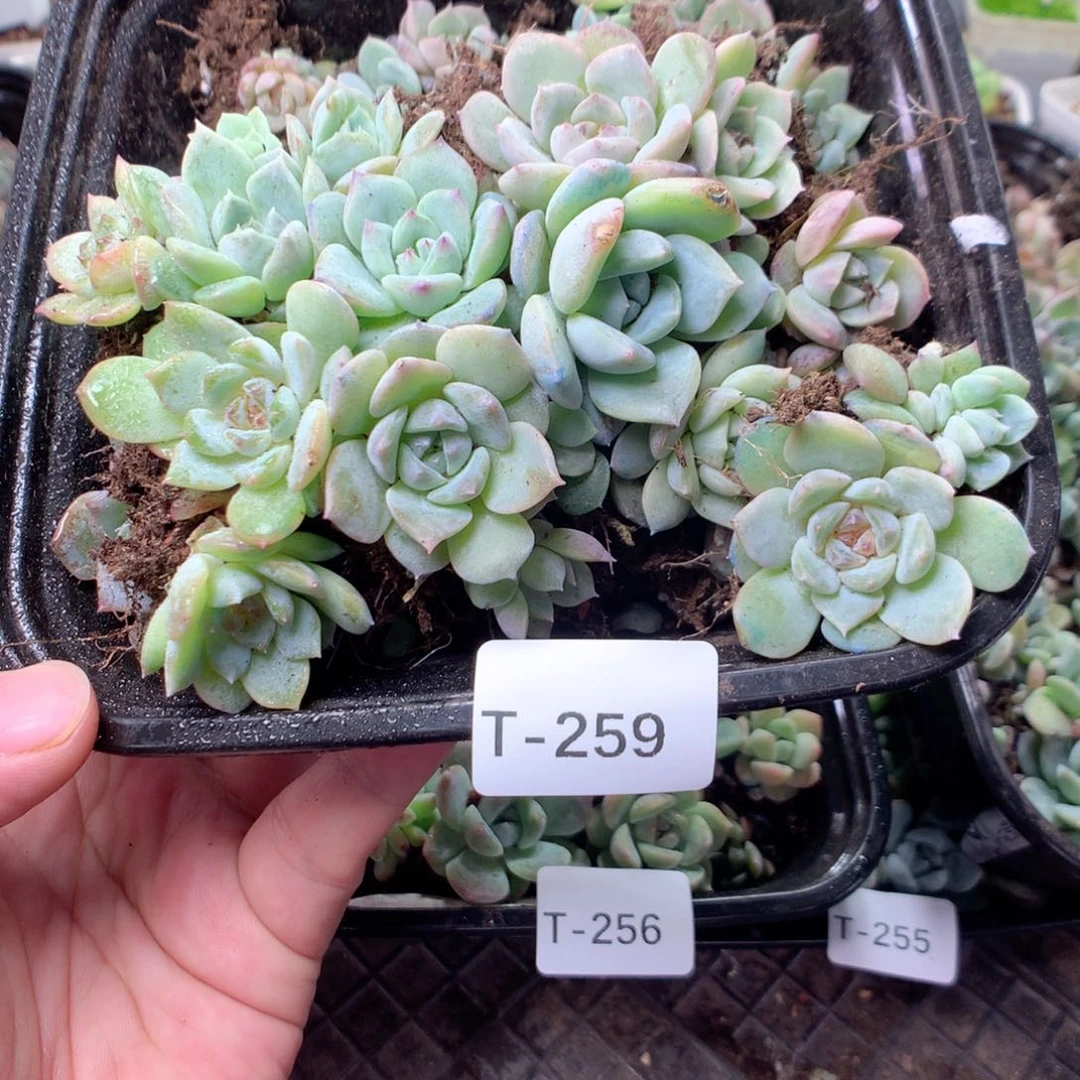 无花朵T259英语英语