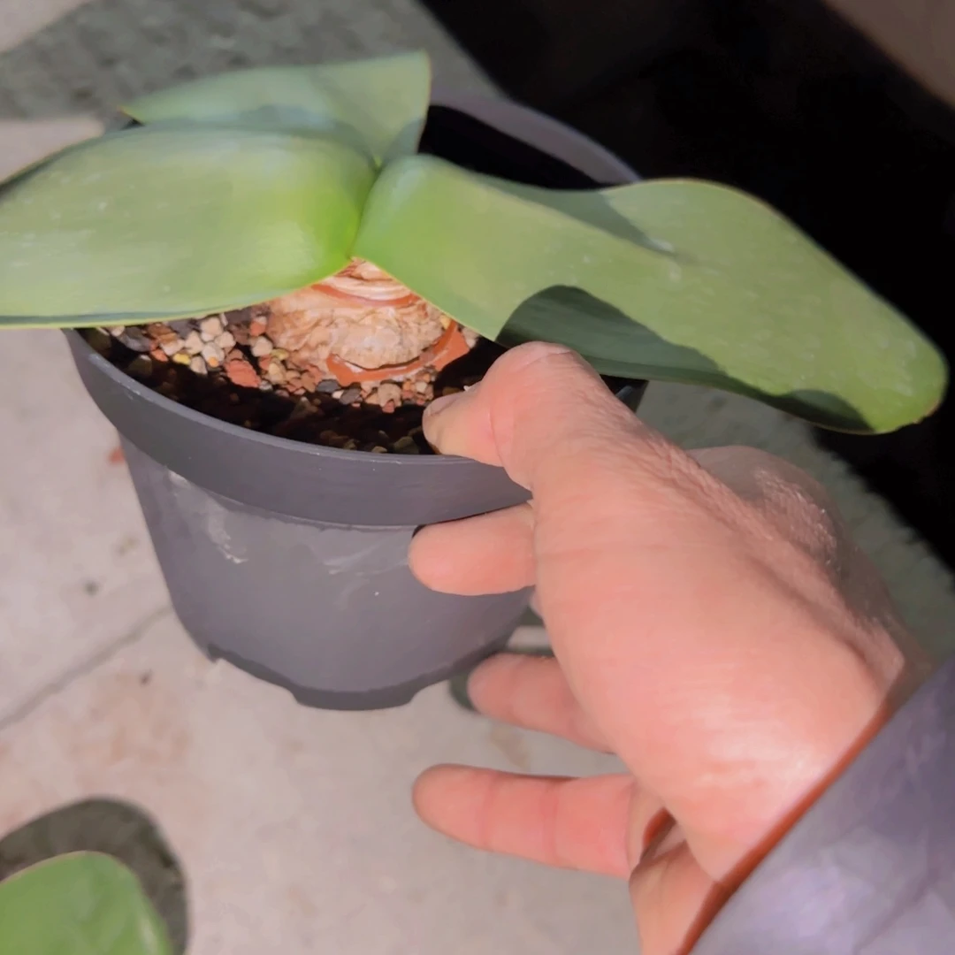 I***a块根植物块根植物