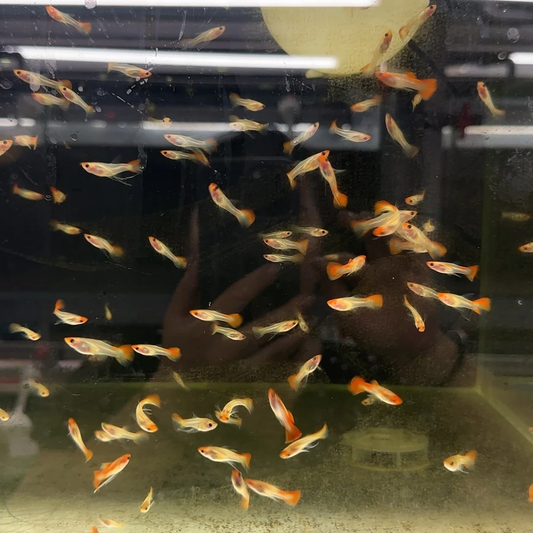 孔雀鱼红头玻璃猫C苗10条