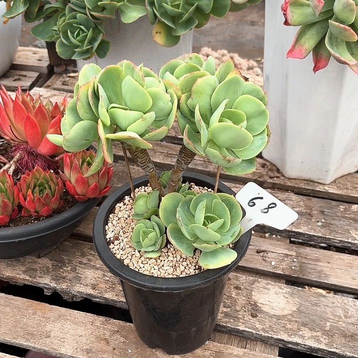 多肉植物，鸡蛋碧桃68号