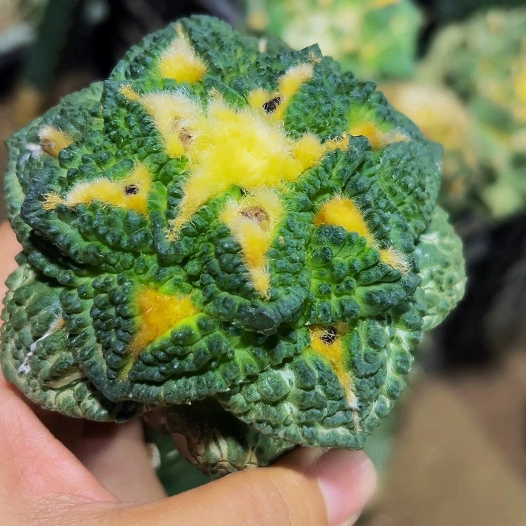 无花朵隔尤龟甲牡丹680