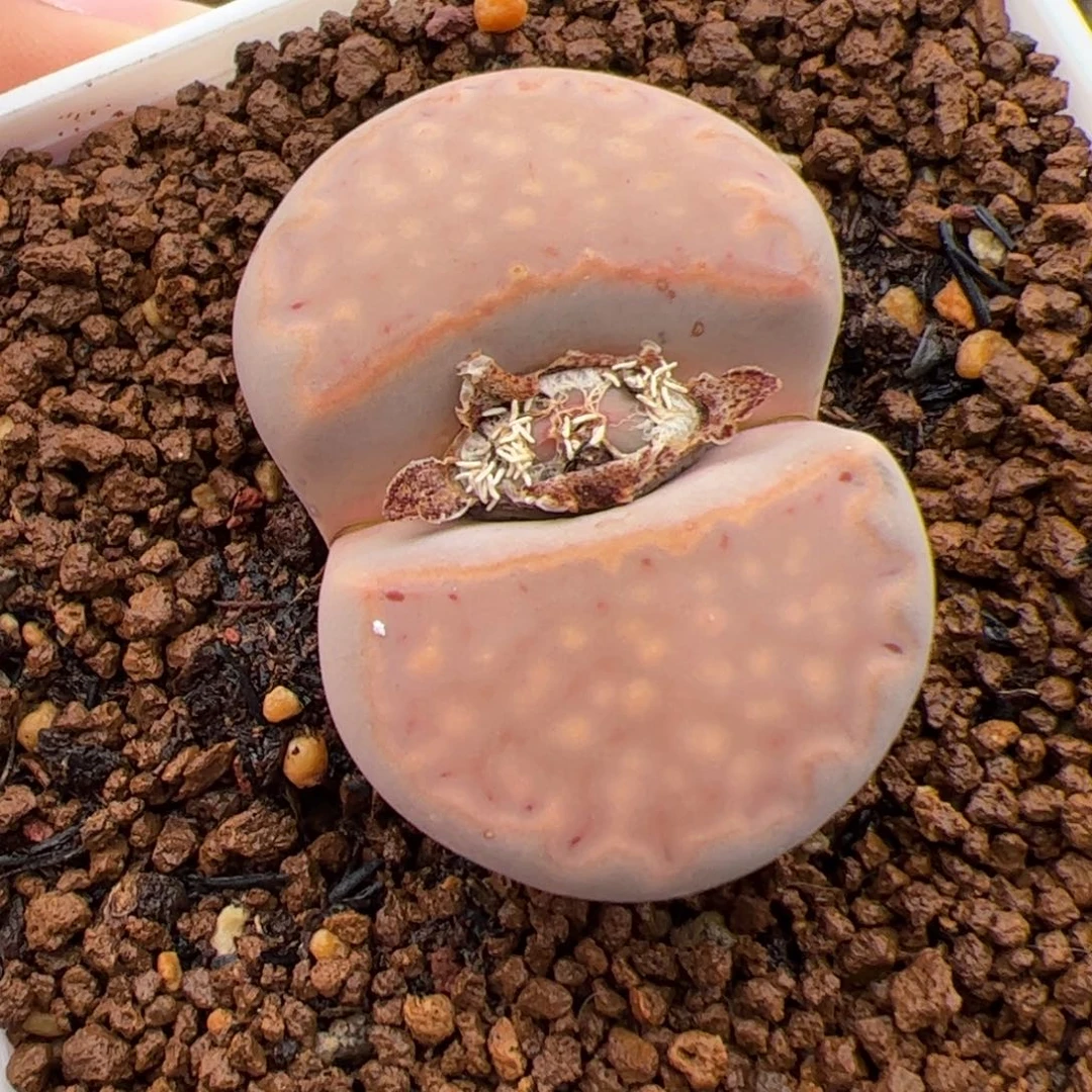 0309号饼干 多肉植物