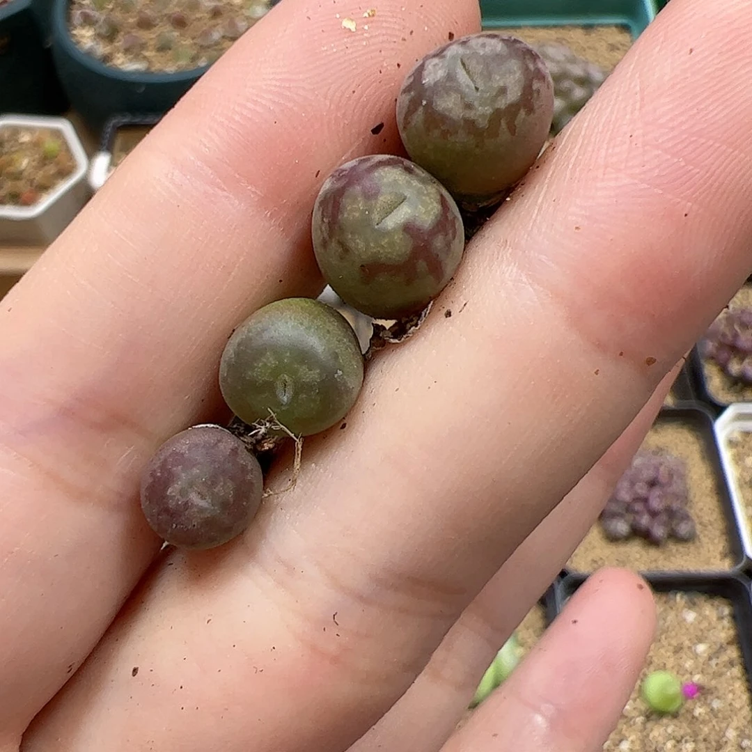 【闪购商品】70 秒