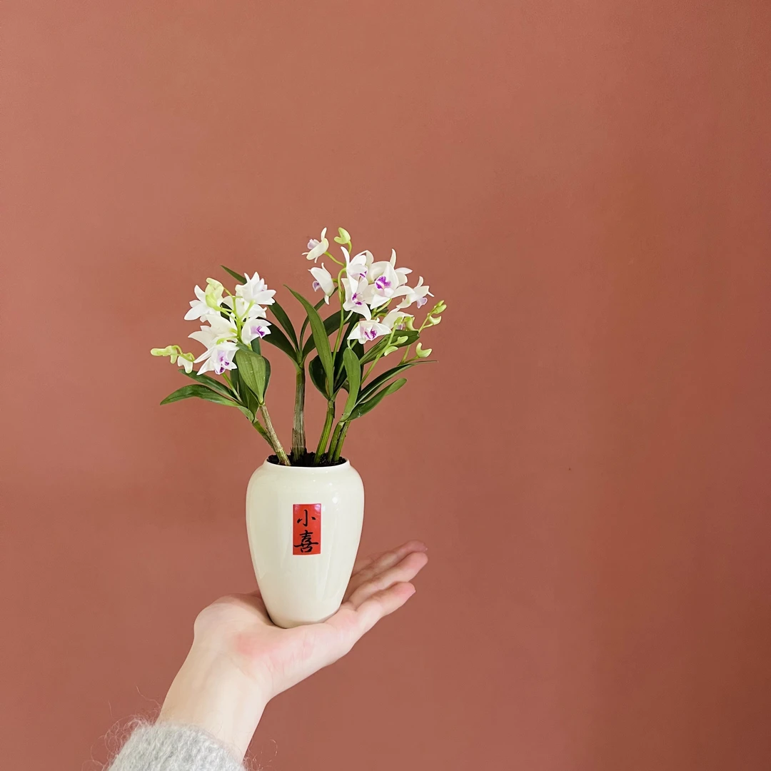 澳洲香水石斛兰加赠小喜盆带盆