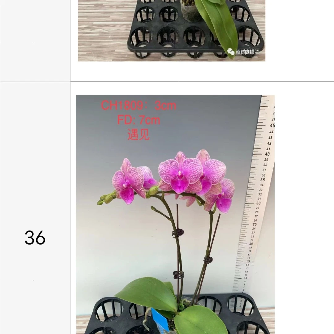 蝴蝶兰遇见3.0寸加高杯已出花剑