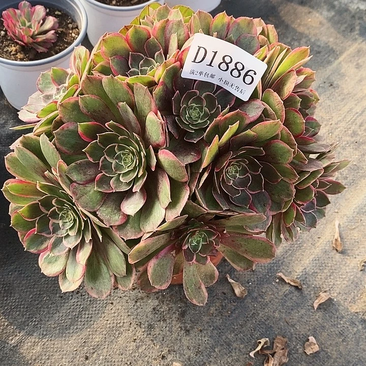 1886夜宴多肉植物