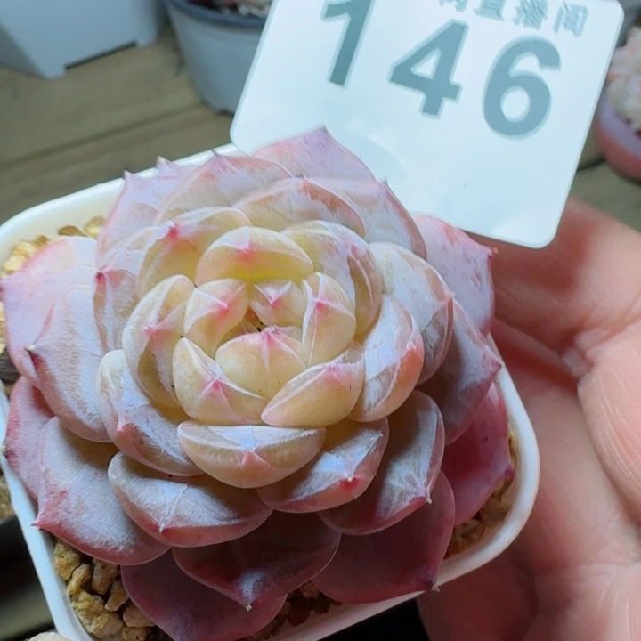 暗纹雪塔         精控精养多肉植物