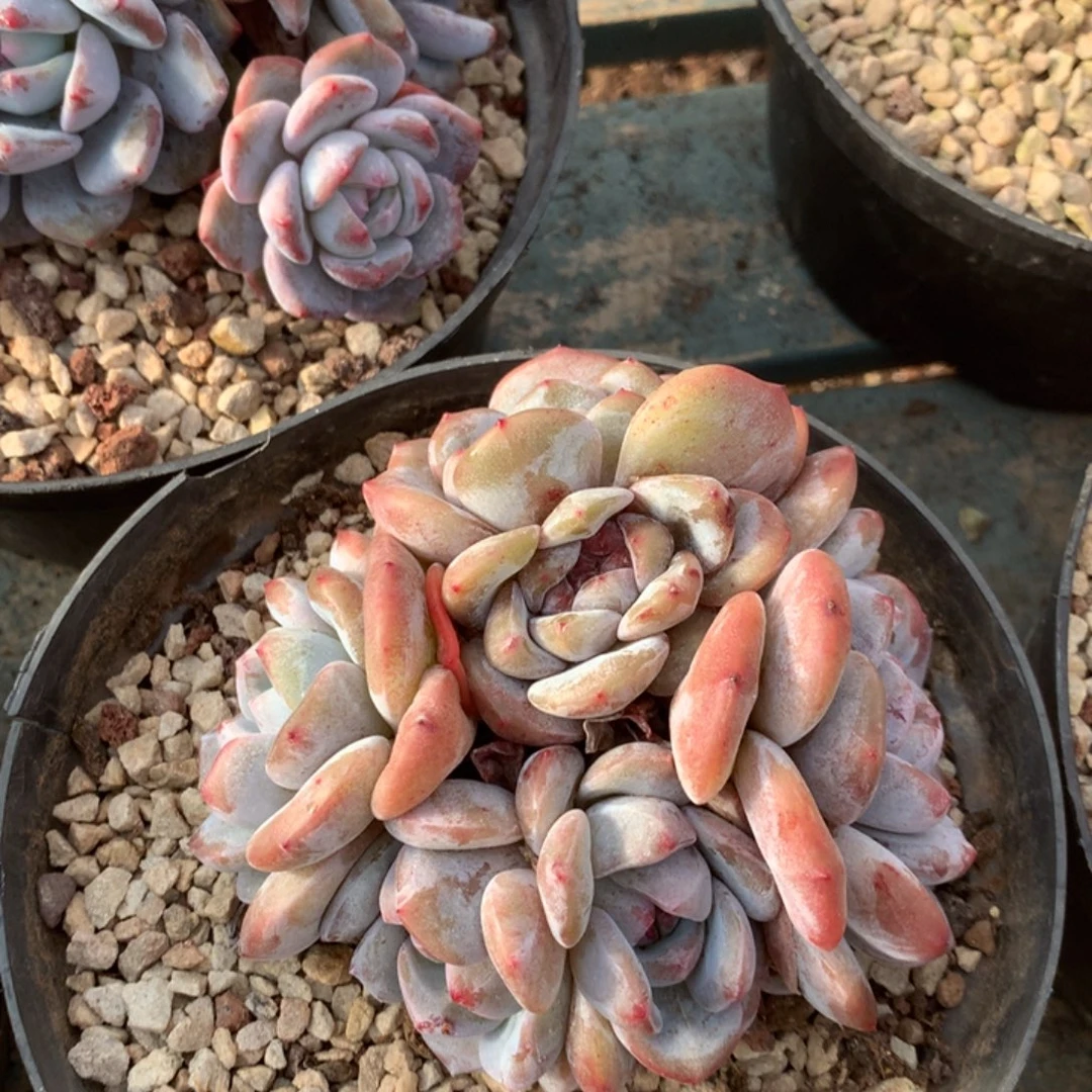 无花朵花花花花花花花17