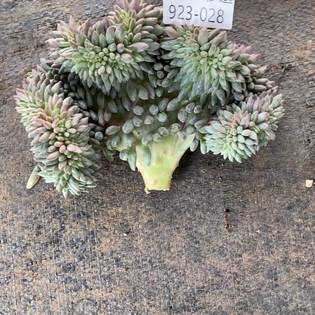 勿秒拍秒退 923-028红蜻蜓缀