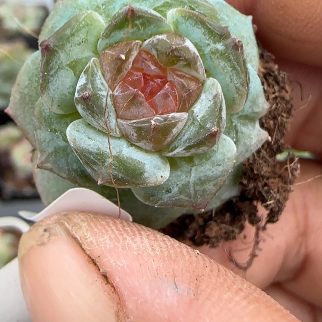 小卡拉米糖心一物一拍