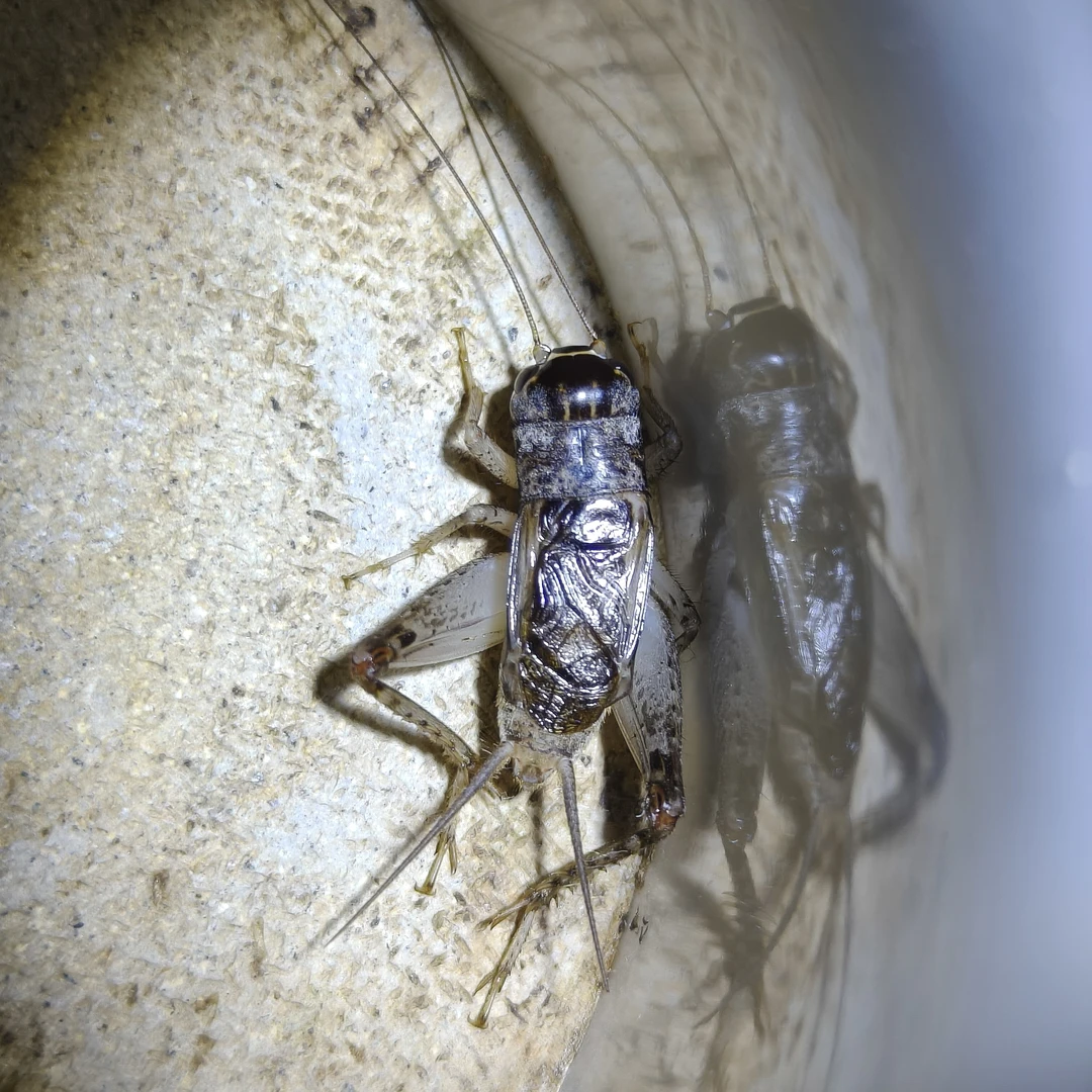 秋趣蟋蟀店蟋蟀蛐蛐