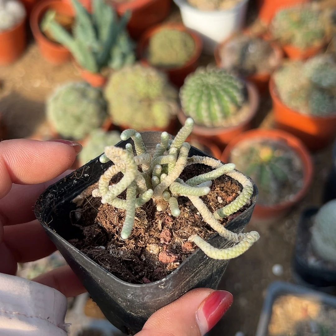 多肉植物多肉植物