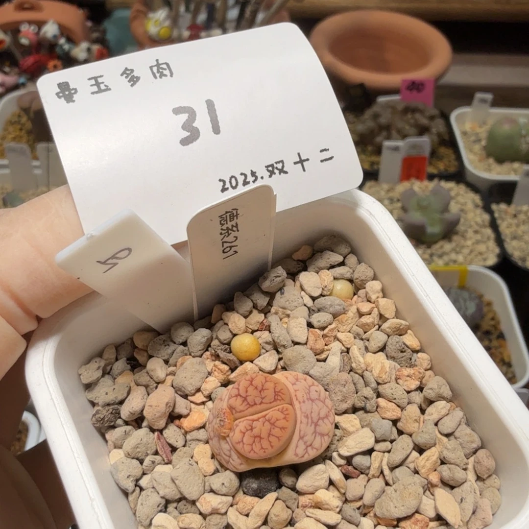 我***～多肉多肉多肉12-031