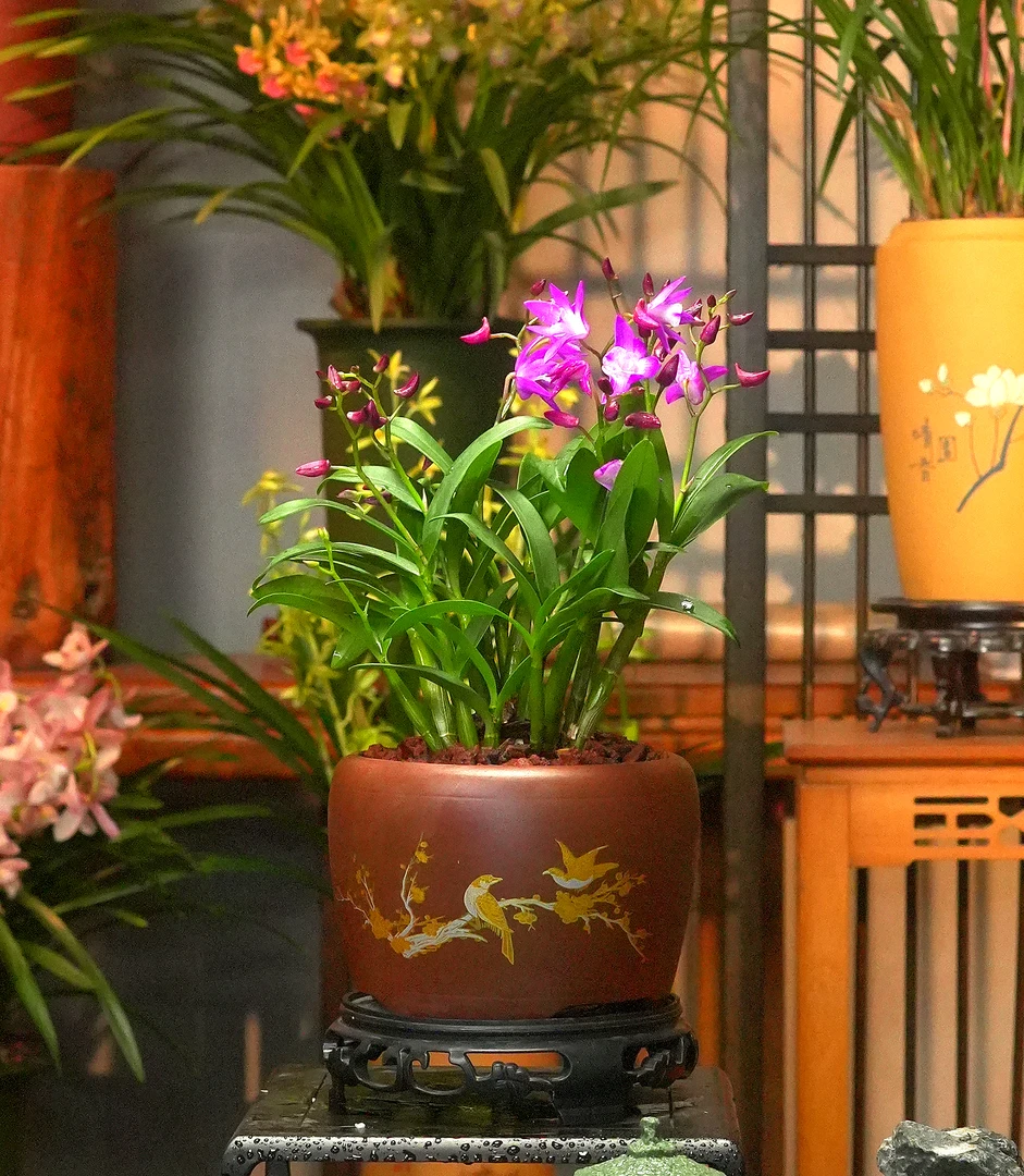 澳洲香水臻品【石斛兰】 带花芽浓香型兰花 紫砂盆 室内好养盆栽