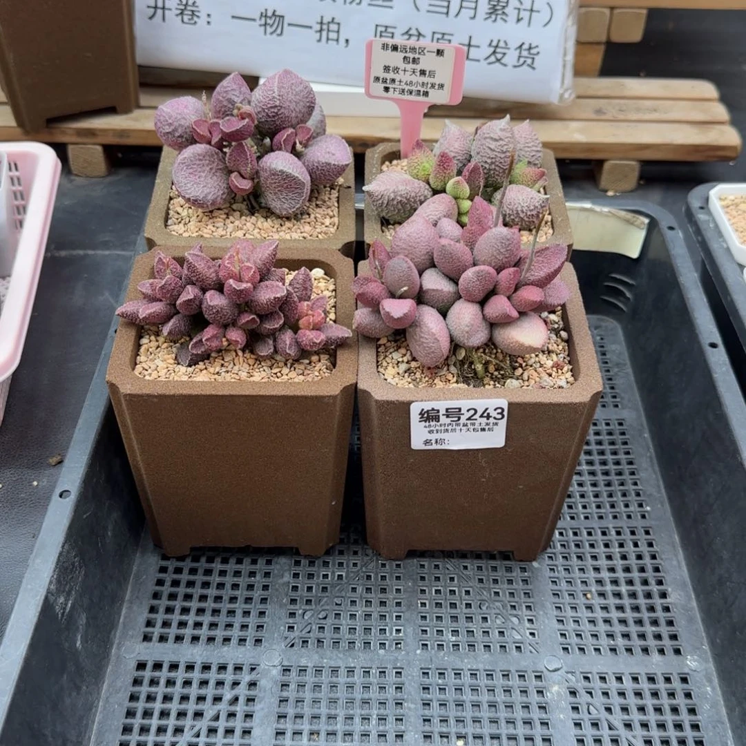 天**音243巨猪宝丸叶哈莫猪夜魔赛猪多肉植物