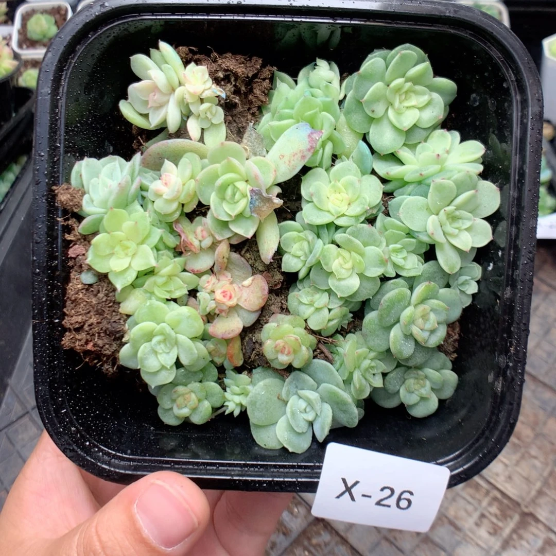 无花朵X26英语英语