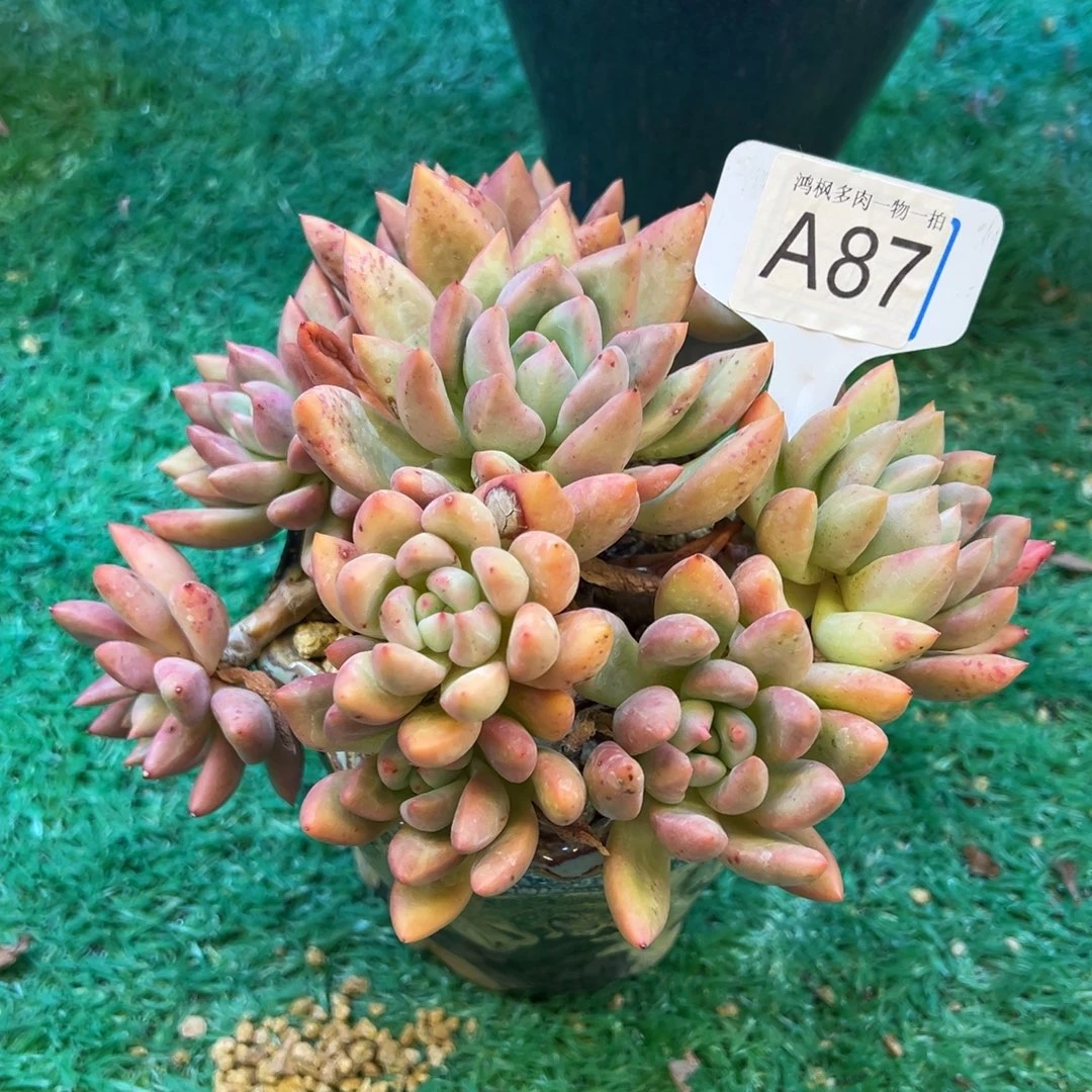 87，，，，，，，，，，，，，，，，，，，，，