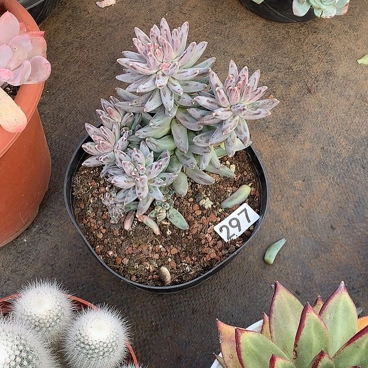 297凤雨 一物一拍多肉