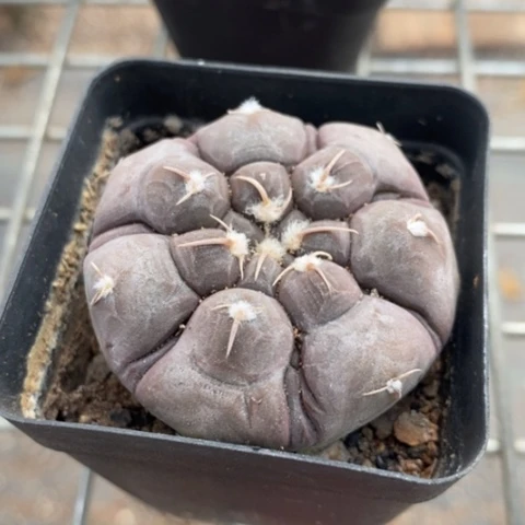 实生大铅皮4仙人球