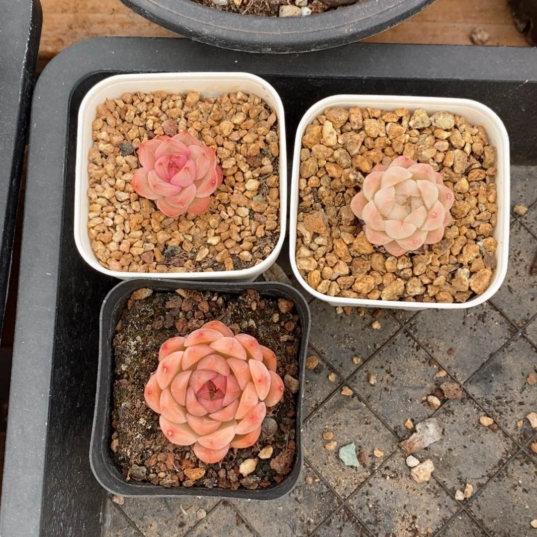 精品多肉一物一拍不包整755