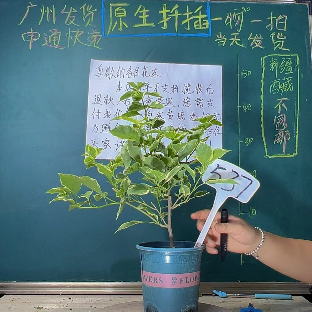 当前无花栽培后可以开花福利 小斑叶丽人537