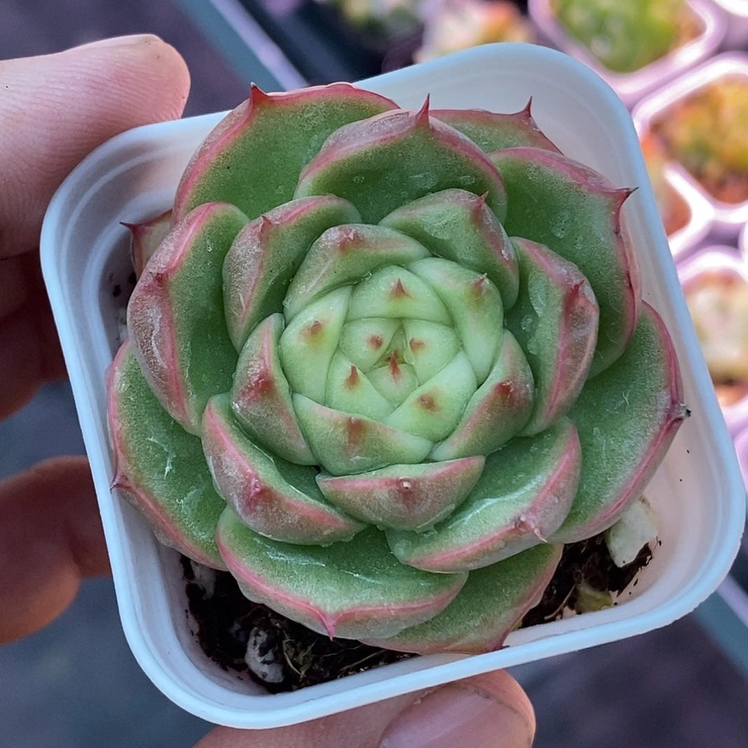 玉玲珑30包邮非偏远