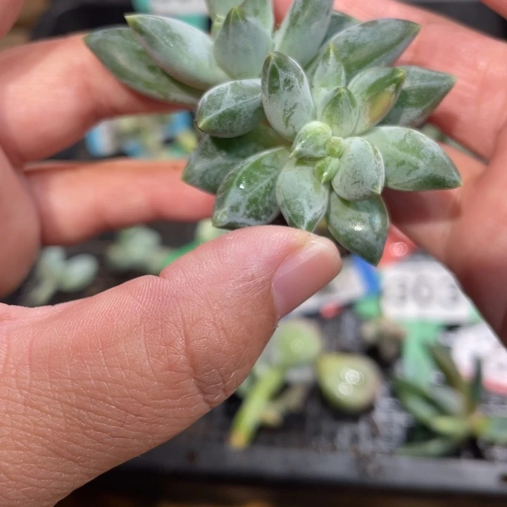 幻影美人白锦啊啊啊啊啊
