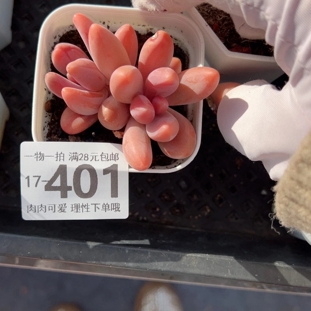 红手指多肉多肉多肉多肉多肉多肉