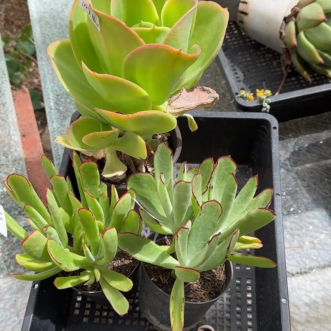 ?*哟一物一拍 3颗