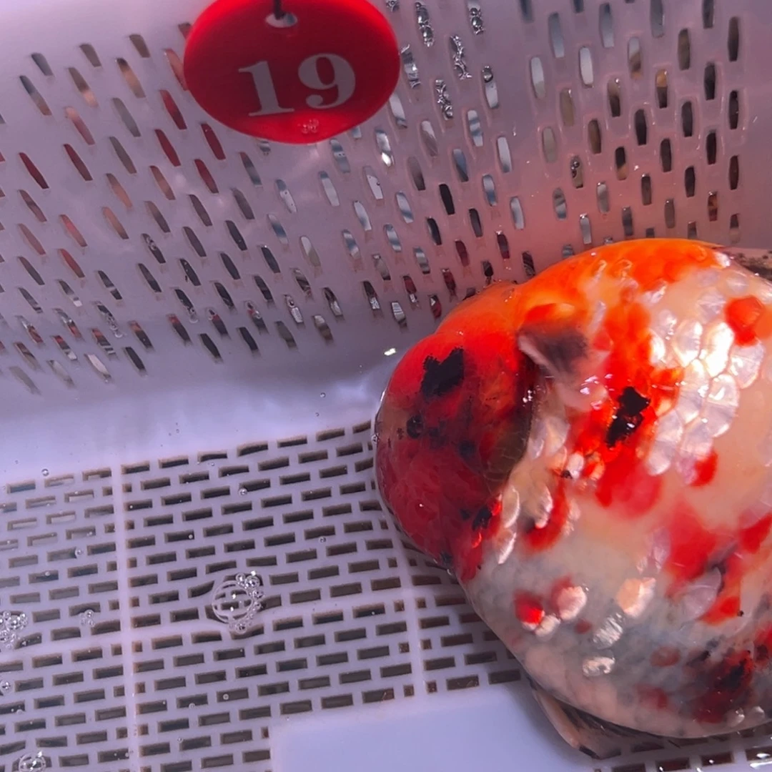 小****海水鱼你好点没有我现在到火车