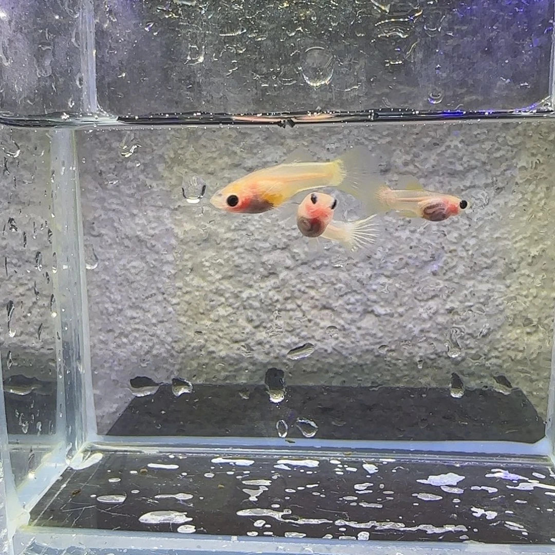 孔雀鱼幻彩粉猫。（56号）